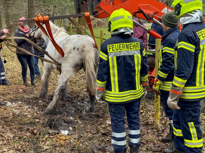 FW Flotwedel Ortsfeuerwehr Nienhof Befreit Pferd Aus Misslicher Lage