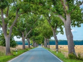 BUND wählt "Allee des Jahres 2022" - Siegerin steht in Mecklenburg-Vorpommern