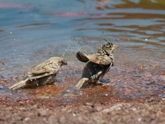 ++ Ökotipp: Weniger tun, mehr lassen – So gelingt ein vogelfreundlicher Garten | ...