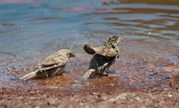 ++ Ökotipp: Weniger tun, mehr lassen – So gelingt ein vogelfreundlicher Garten | ...