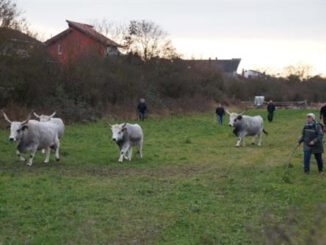 Die Rückkehr der Großherbivoren Viehtrieb