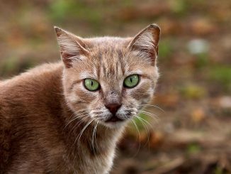 Katze, über dts Nachrichtenagentur