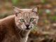 Katze, über dts Nachrichtenagentur