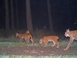 ++ Tag des Luchses: Mehr Hilfe für die Pinselohren nötig – Zu wenig Tiere für ...