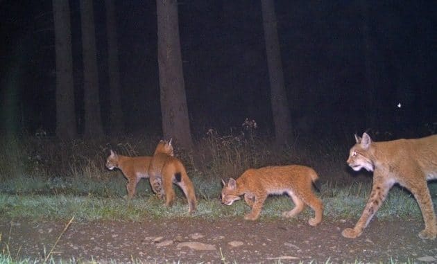 ++ Tag des Luchses: Mehr Hilfe für die Pinselohren nötig – Zu wenig Tiere für ...