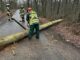 FW Hünxe: Baum auf Fahrbahn