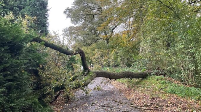 FW Alpen: Baum auf Straße