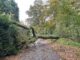 FW Alpen: Baum auf Straße
