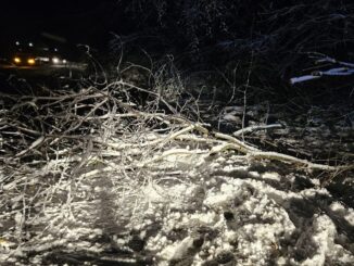 FW-EN: Baum auf Fahrbahn