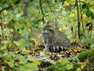 ++ Junge Wildkatzen im Wald lassen – BUND vermittelt im Notfall Hilfe ++