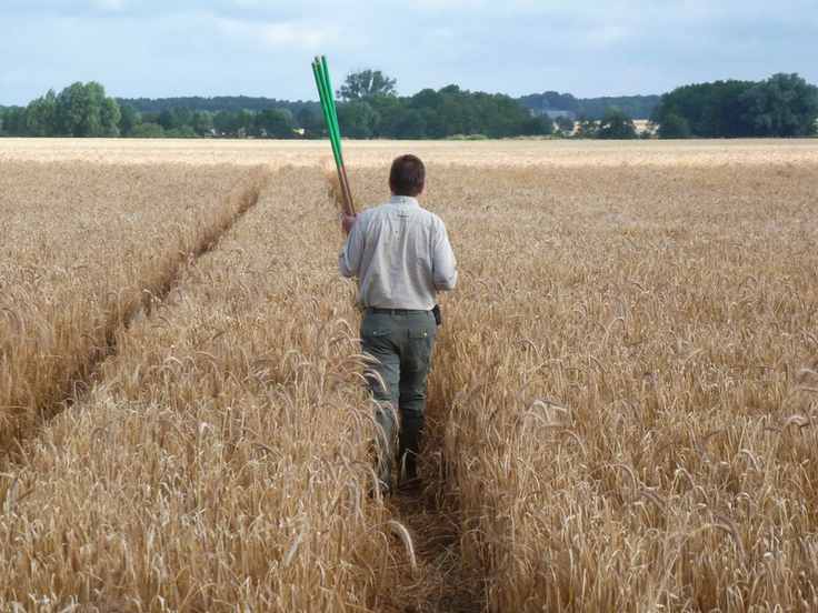 Mit Markierstangen und Funkgerät durchschreitet Stefan Beilke das Feld auf der Suche nach dem Horst der Wiesenweihe (Bild: Hermann Feuchter).