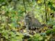 ++ BUND feiert 20 Jahre Rettungsnetz für die Wildkatze – Langjährige ...