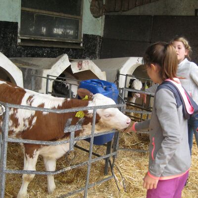 Futterzeit: Die Kinder kümmerten sich mit Futter und Wasser um die Kälbchen auf dem Milchbauernhof Schreck in Gissigheim.