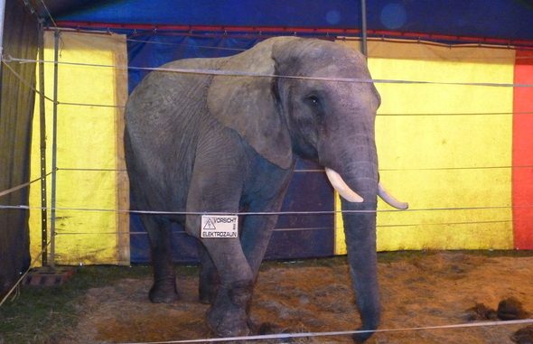 Elefantenattacke Buchen PETA 10.10.2016
