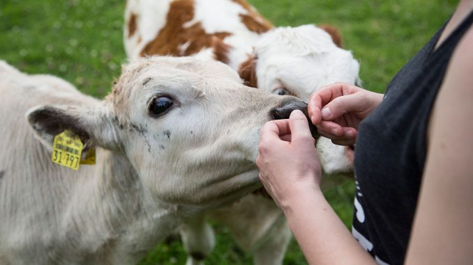 unbekannter-verletzt-stute-in-weil-geretshausen-peta-setzt-1-000-euro-belohnung-fuer-hinweise-aus.jpg