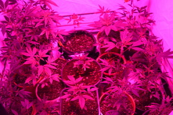 Cannabis-Plantage