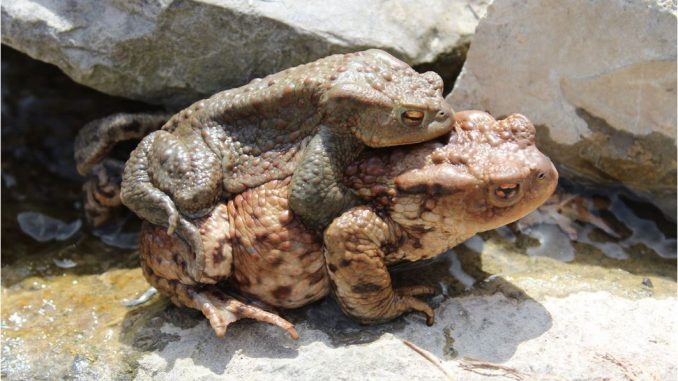 Amphibienwanderung Main-Tauber-Kreis Stadtverwaltung Wertheim 13.03.2018