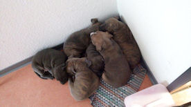Hundewelpen