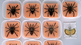 Vogelspinnen und Schmetterling in Plastikdosen