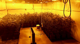 Marihuana-Plantage