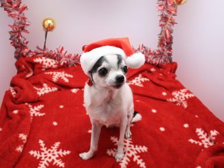 Christmas Dog Picture Cute Animals