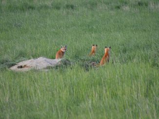 Nature Animals Fox Foxes Grass