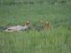 Nature Animals Fox Foxes Grass
