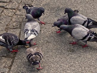Pigeons City Pigeons Street Pigeons