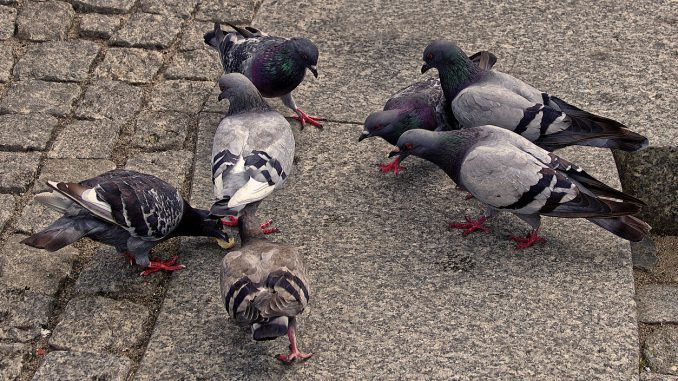 Pigeons City Pigeons Street Pigeons 