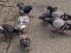 Pigeons City Pigeons Street Pigeons