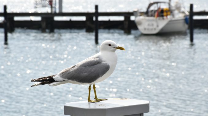 Seagull Sea Port Lake Water Bird 