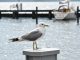 Seagull Sea Port Lake Water Bird