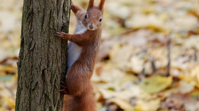 Squirrel Pet Rodent Fur Line Squirrel Pet Rodent Fur Line