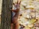Squirrel Pet Rodent Fur Line