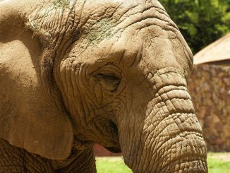 African Elephant Nature Africa