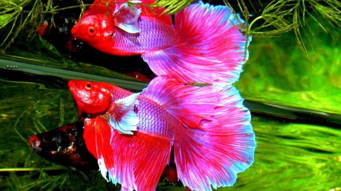 Betta Splendens Siam Fighter Fish Betta Splendens Siam Fighter Fish