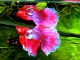 Betta Splendens Siam Fighter Fish