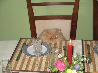 Cat Birthday Candle Blue Cute