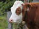 Cow Alm Milk Cow Livestock Brown