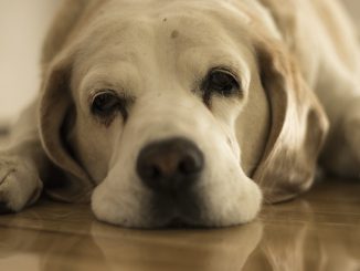 Dog Beagle Drowsy Bored Boredom