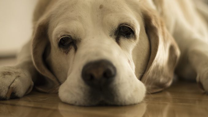 Dog Beagle Drowsy Bored Boredom 