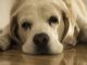 Dog Beagle Drowsy Bored Boredom