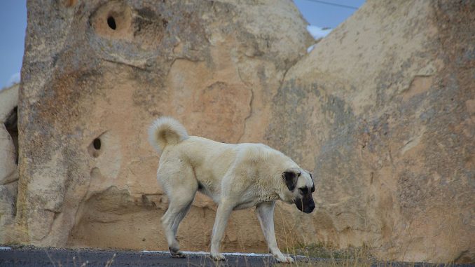 Dog Dogs Animal Kangal Rock Road 