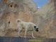 Dog Dogs Animal Kangal Rock Road