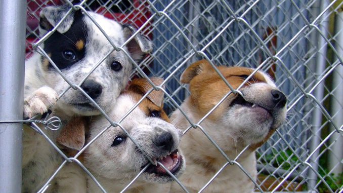 Dog Puppy Shelter Cute Puppies 