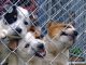 Dog Puppy Shelter Cute Puppies