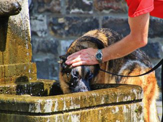 Dog Sch%C%Afer Dog Animal Thirst