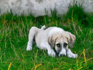 Dog Stray Dog Baby Animal Cute Dog