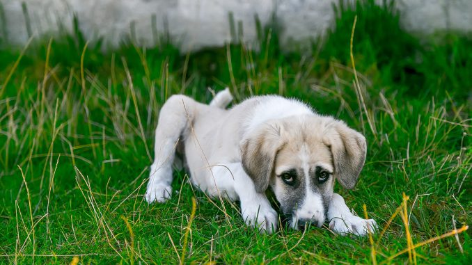 Dog Stray Dog Baby Animal Cute Dog 