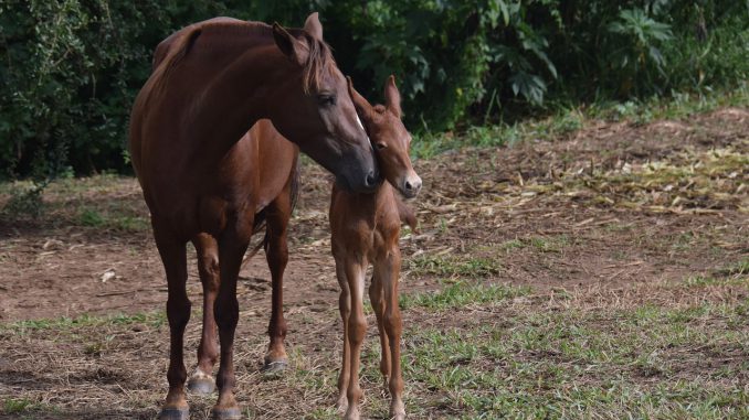Equine Mare Puppy Stallion Equine Mare Puppy Stallion